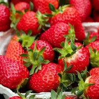 草莓在自家阳台怎么种植？只需四个步骤轻松搞定！
