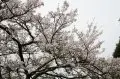 嘉义县阿里山樱花季──樱与音的对话
