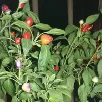 茄科辣椒属五彩椒有哪些品种？怎么播种繁殖？有什么功效与作用？