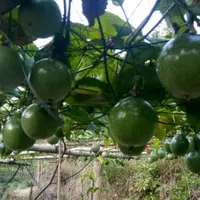 茄科黄金果的养殖方法和注意事项？花语是什么？怎么繁殖？