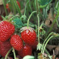 “水果皇后”草莓种子多少钱一斤？什么时候播种？什么时候成熟上市？怎么种