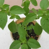 芳香四溢的绿罗勒种子种植方法有哪些？都有哪些品种？