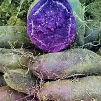 旋花科紫薯怎么种植？哪些地方适合种植？亩产量多少斤？