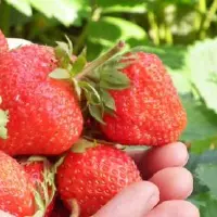 四季草莓种苗批发价格多少钱一株？一亩地产多少斤？如何种植？