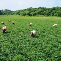 瓜瓜园启示录01》将农业当服务业，如何整合千顷田地、六百位农民，品质全年如一？
