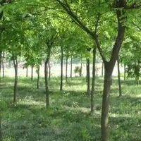 落叶乔木榉树和榆树有啥区别？小苗多少钱一棵？怎么种植？盆景怎么修剪养护？