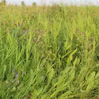 秋冬季种植紫花苜蓿，病虫害如何防治？