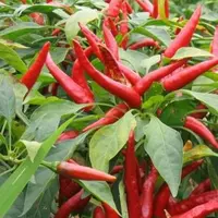 想知道茄科植物朝天椒的用途、辣度和种植方法吗？看完这些你就知道了！