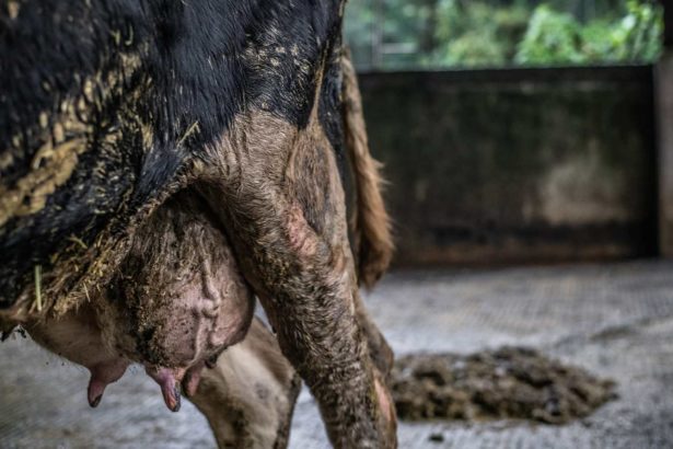 动社揭露，五成乳牛饲育出现热紧迫、乳房炎等，呼吁制订乳牛福利规范