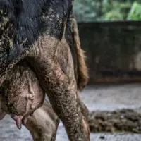 动社揭露，五成乳牛饲育出现热紧迫、乳房炎等，呼吁制订乳牛福利规范