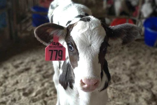 乳牛争议》酪农：勿以偏概全抹煞酪农努力，动社：政府与乳品业需制订动物福利指标