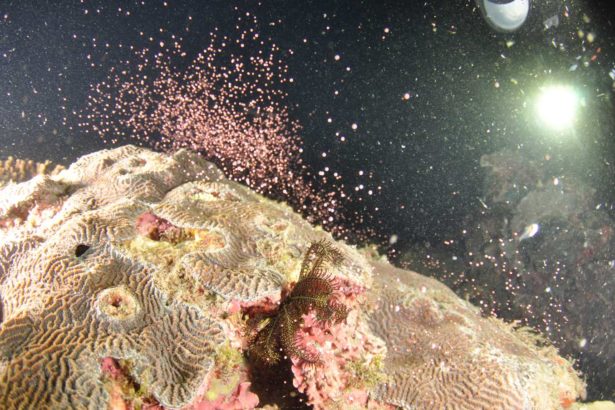 绝美珊瑚礁产卵，东海岸首次科学记录！红紫宝蓝雪花纷飞，科学家呼吁保育