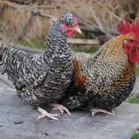 芦花鸡养殖技术要点优势成本及利润芦花鸡的市场价格及营养价值