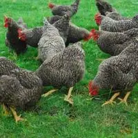 芦花鸡和家鸡有什么不同？芦花鸡多少钱一只有养殖前景吗？