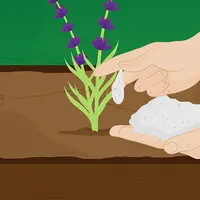 怎么养护薰衣草来看种植薰衣草教程