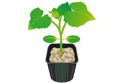 黄瓜种植日常管理方法黄花怎样施肥浇水