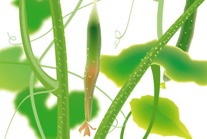种植黄瓜常见五种疾病预防黄瓜病虫害措施