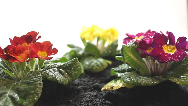 怎么样养护花朵教你种花步骤