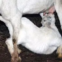 母羊不让小羊吃奶原因及解决方法