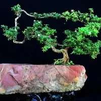 石栽盆景——自然美与艺术美的统一