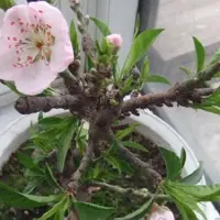 阳台可以种桃树吗-适合阳台种植的桃树盆景