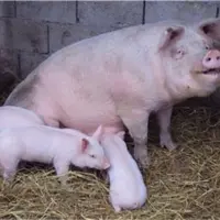 母猪不哺乳原因