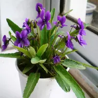 家养紫花地丁怎么种植