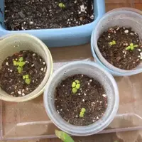金鱼草的种植方法
