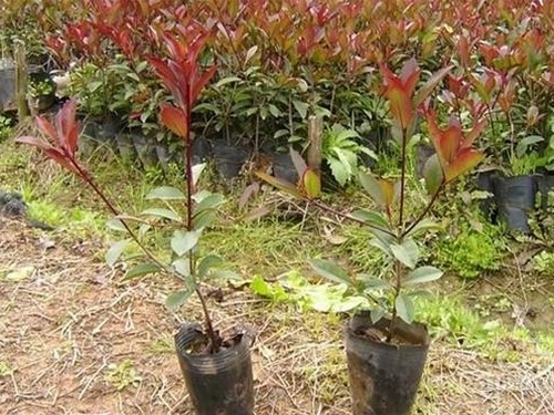 红叶小檗盆景制作和管理方法