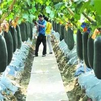 黑皮冬瓜的种植技术