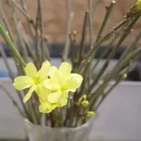 迎春花扦插繁殖方法——水插法