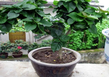 盆栽植物高压繁殖方法