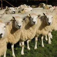 养羊实用技术要点
