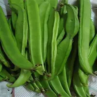 刀豆的高产种植技术
