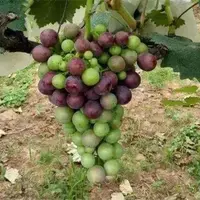 影响葡萄上色的因素