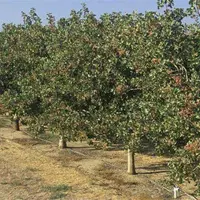 开心果树适合哪里种植