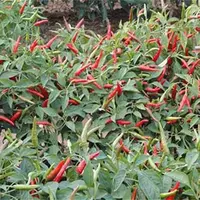 朝天椒怎么种植？朝天椒的高产栽培技术