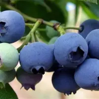 蓝莓休眠期管理技术