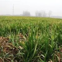 小麦苗黄原因及补救方法