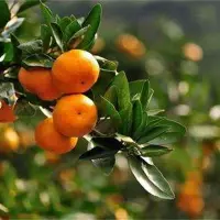 柑橘施肥时间和用量