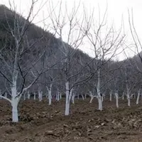 李子树冬季防冻措施