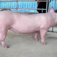 如何选择母猪品种