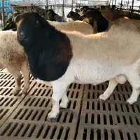 肉羊怎么养长得快