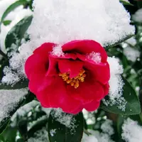 冬天的花有哪些花开，盘点十种在冬天开花的花卉