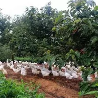 果园养鸭技术要点