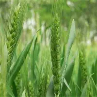 影响小麦高产的因素
