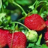 影响草莓果实膨大的五大因素