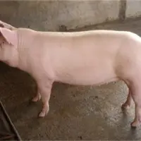 散户养猪管理知识
