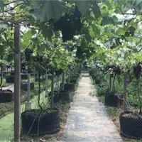 葡萄限根栽培技术