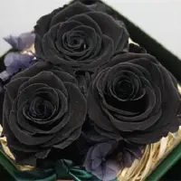 黑色的花有哪些？盘点十种稀有的黑色花卉